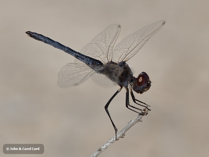 J17_1546 Selysiothemis nigra male.JPG